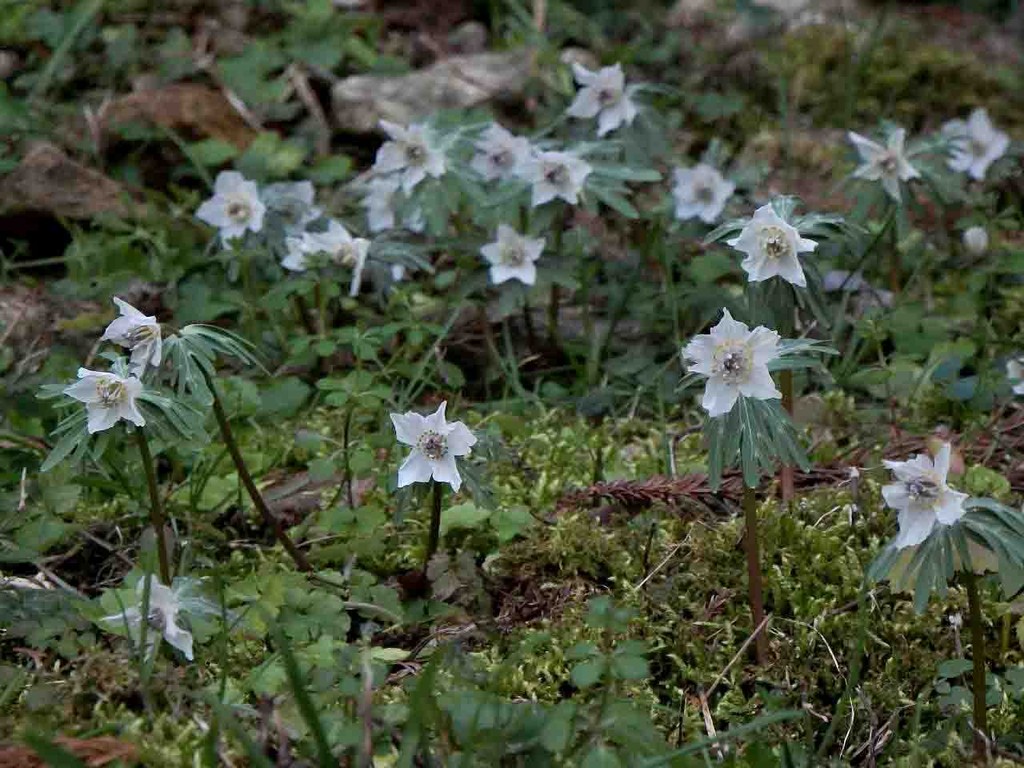 セツブンソウ 節分草 愛知県 山の花 里の花に心癒されて セツブンソウ 節分草 愛知県 山の花 里の花に心癒されて