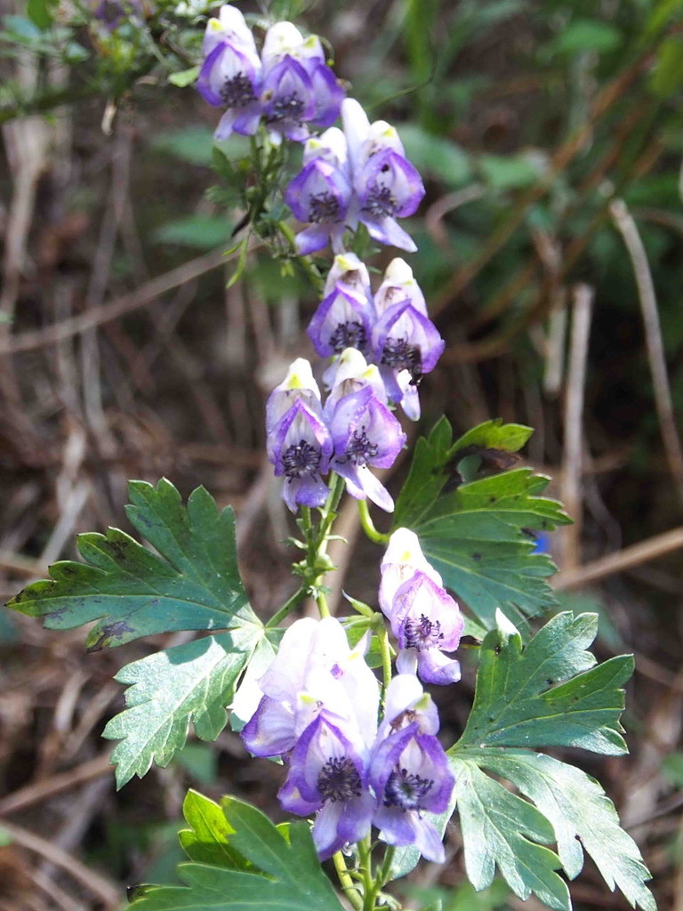 竜爪山 サンヨウブシ ヤマトリカブト 山の花 里の花に心癒されて