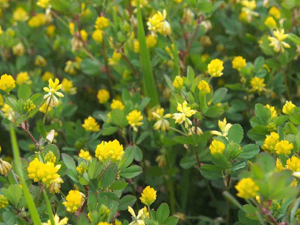 海辺の花 山の花 里の花に心癒されて 海辺の花 山の花 里の花に心癒されて