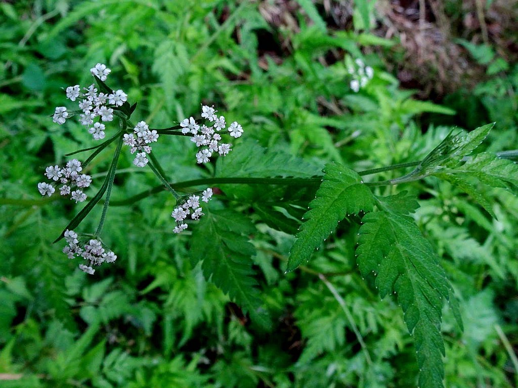 里山 山の花 里の花に心癒されて