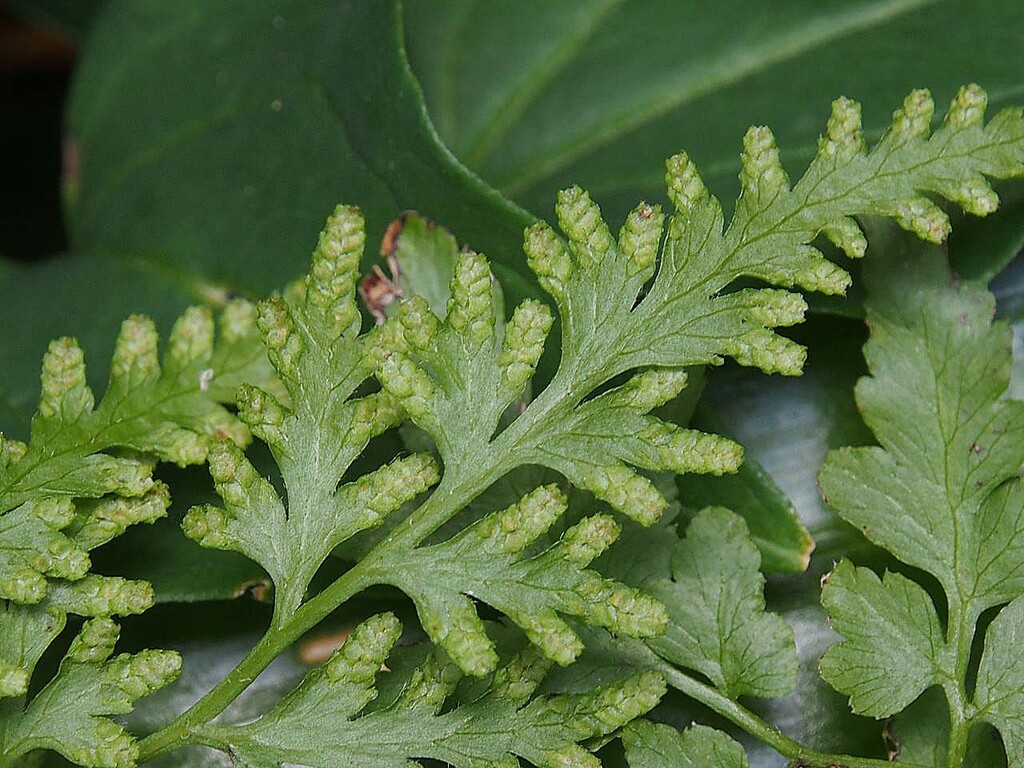 シダ植物 山の花 里の花に心癒されて