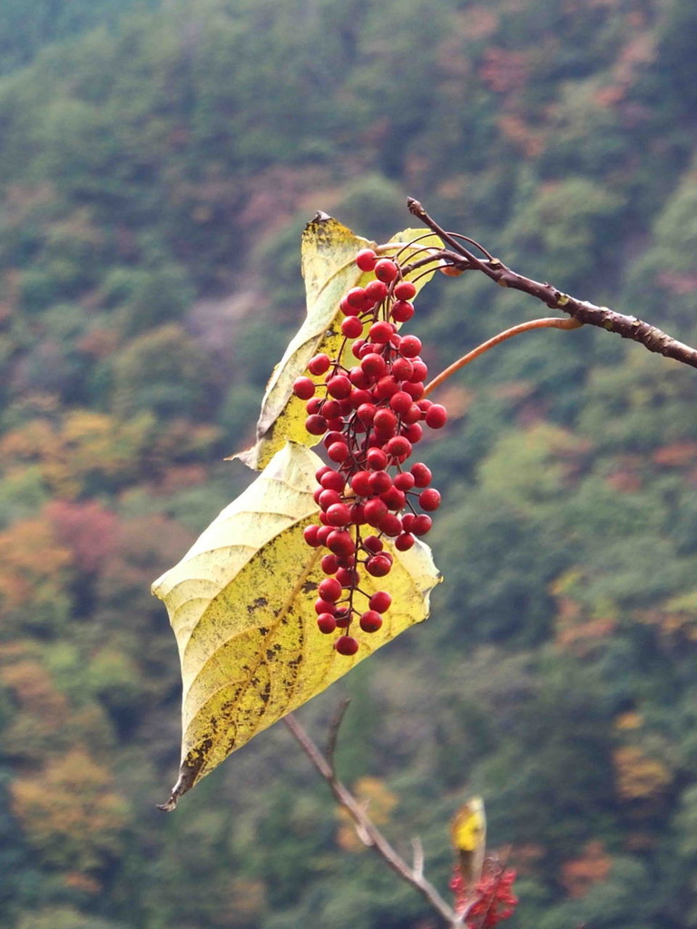 イイギリ 飯桐 山の花 里の花に心癒されて イイギリ 飯桐 山の花 里の花に心癒されて