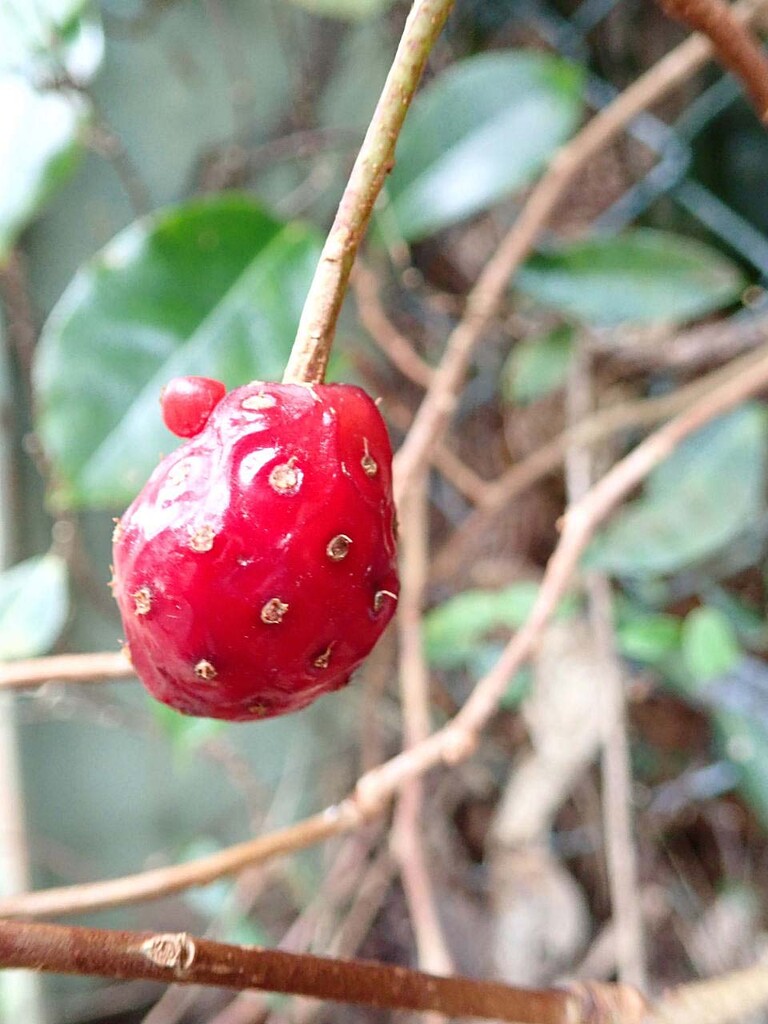 赤い実 山の花 里の花に心癒されて