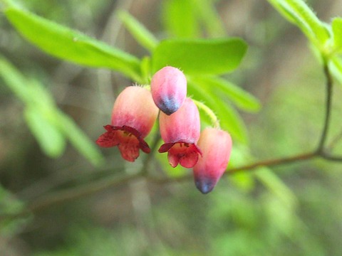 ムラサキツリガネツツジ 紫釣鐘躑躅 他 山の花 里の花に心癒されて ムラサキツリガネツツジ 紫釣鐘躑躅 他 山の花 里の花に心癒されて