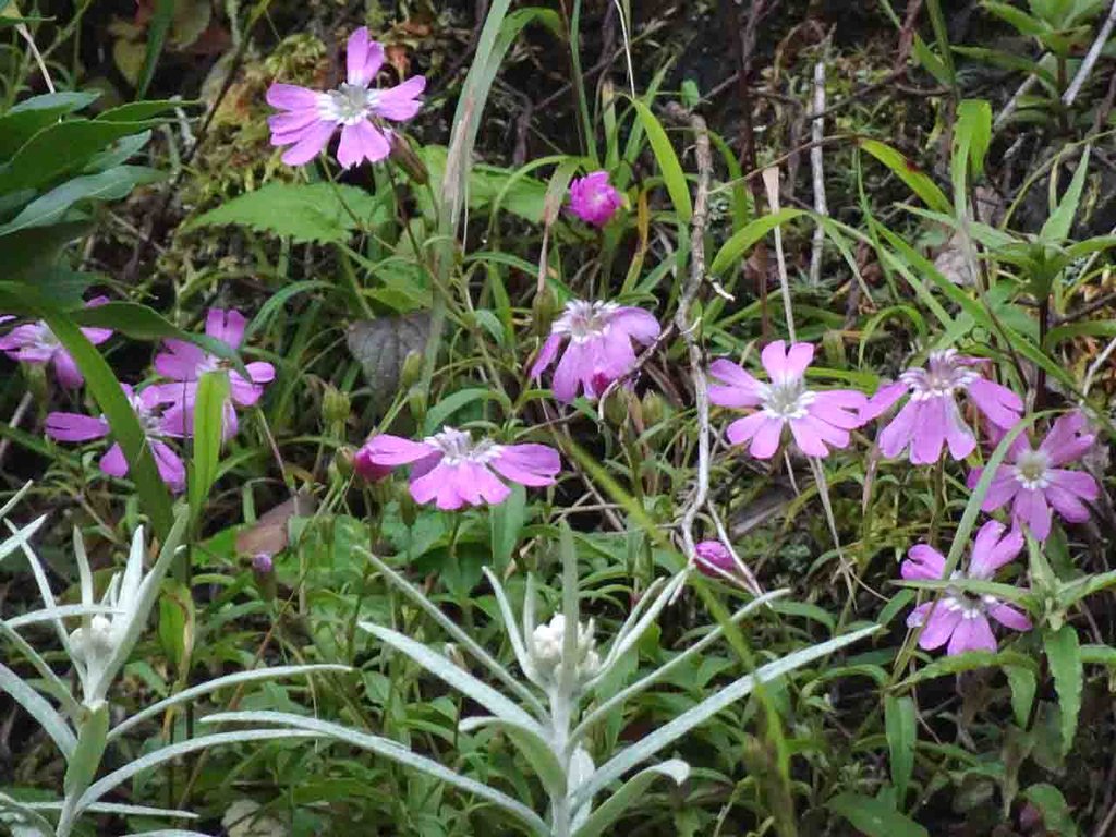 梅ヶ島のビランジ 山の花 里の花に心癒されて