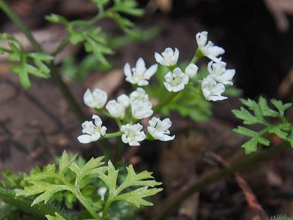 セントウソウ 仙洞草 2種 山の花 里の花に心癒されて セントウソウ 仙洞草 2種 山の花 里の花に心癒されて