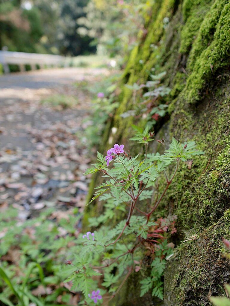 シャガ ヒメフウロ 山の花 里の花に心癒されて シャガ ヒメフウロ 山の花 里の花に心癒されて
