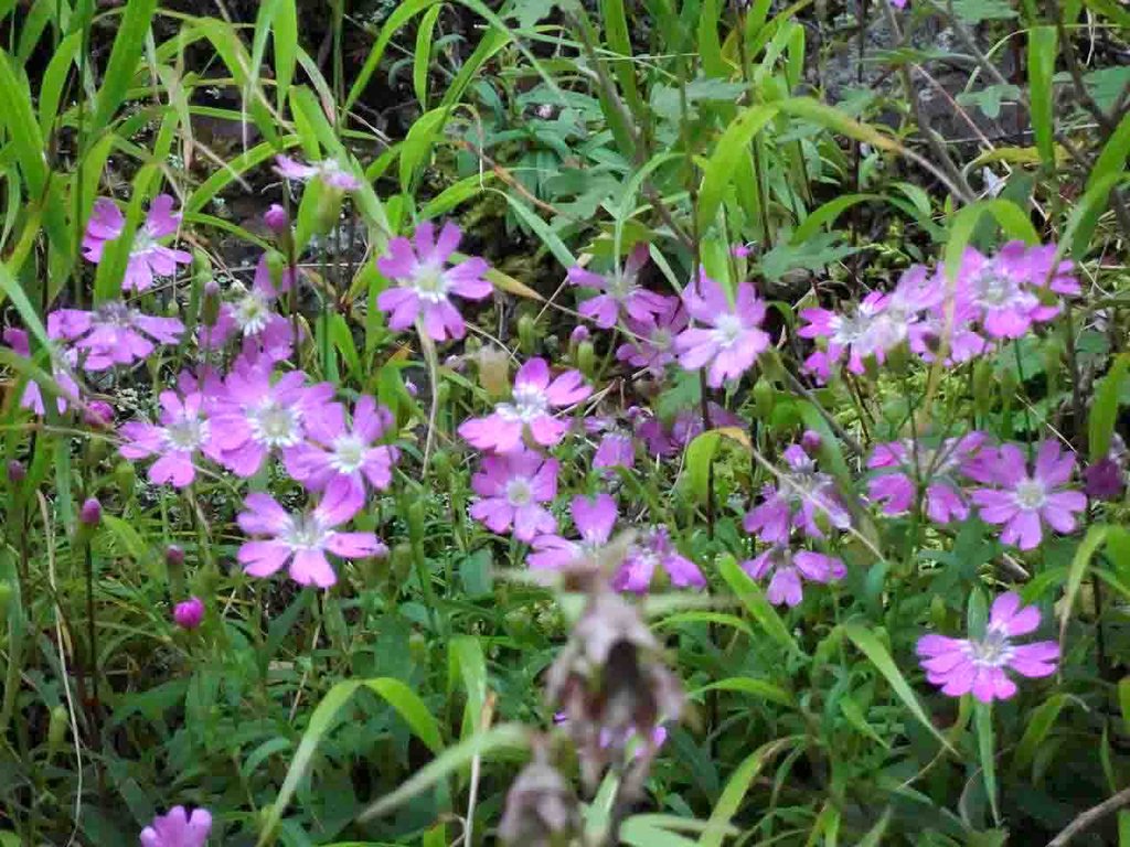 梅ヶ島のビランジ 山の花 里の花に心癒されて