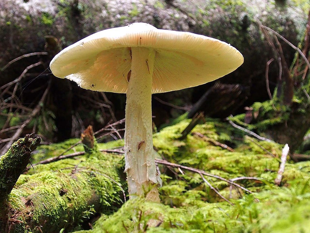キノコ 茸 山の花 里の花に心癒されて