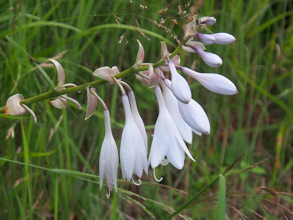 富士山散策 標高10m 1500ｍ 山の花 里の花に心癒されて