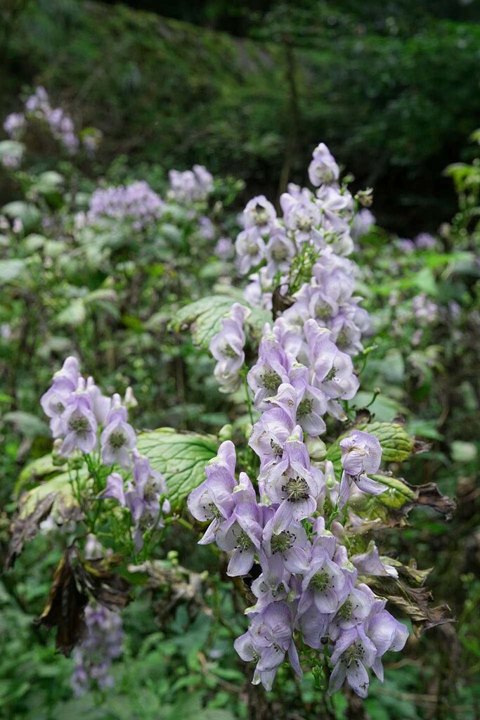 附子花 毒素 附子花 毒素