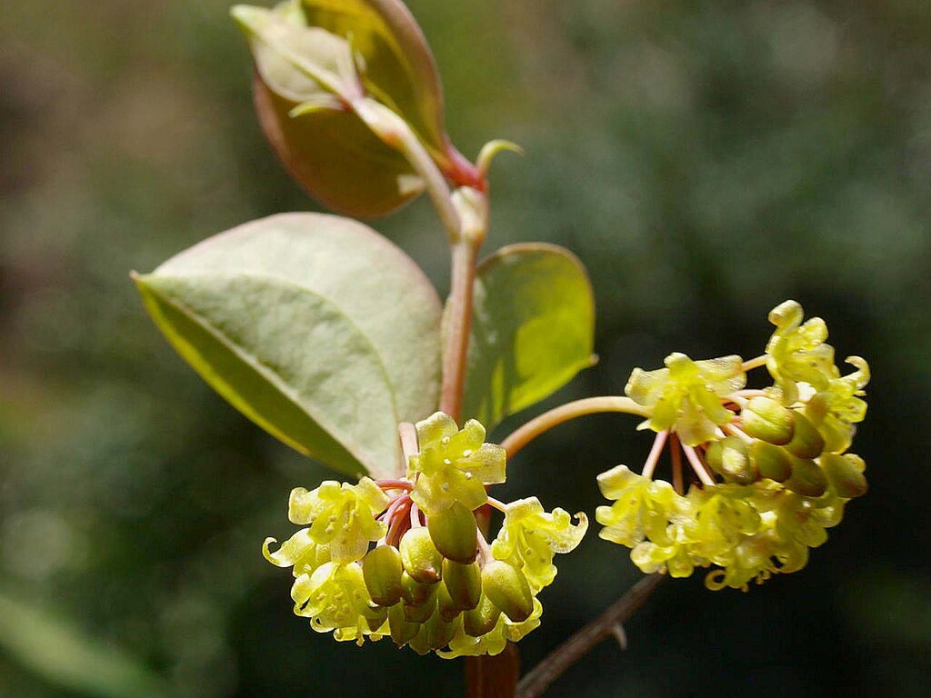 里山の林道を歩く 山の花 里の花に心癒されて 里山の林道を歩く 山の花 里の花に心癒されて
