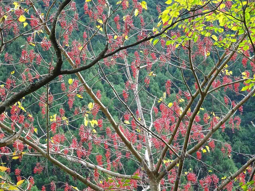 イイギリ 飯桐 山の花 里の花に心癒されて イイギリ 飯桐 山の花 里の花に心癒されて