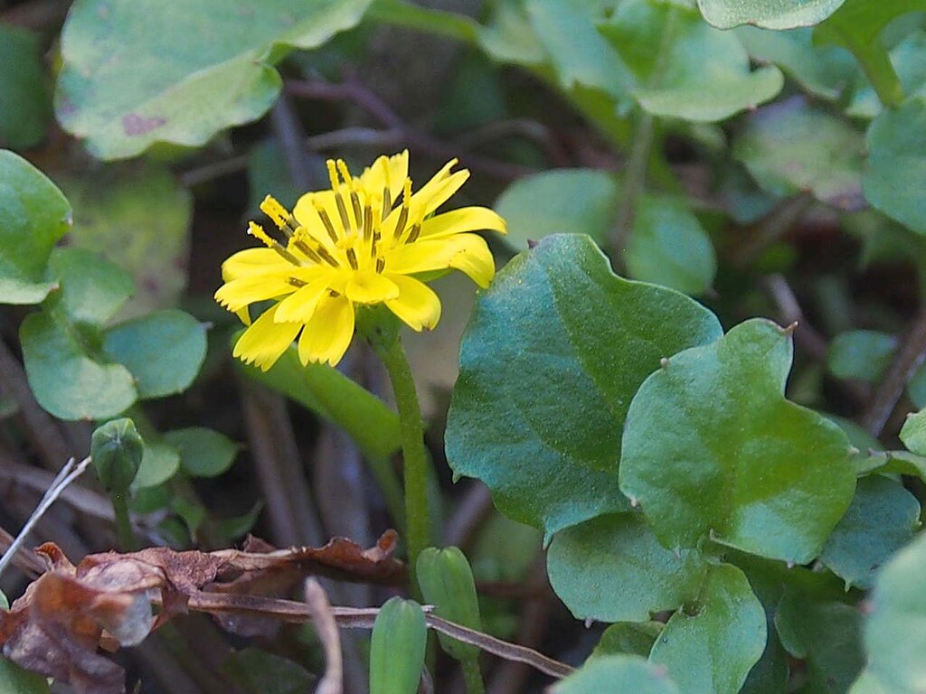 田畑に咲く花々 山の花 里の花に心癒されて