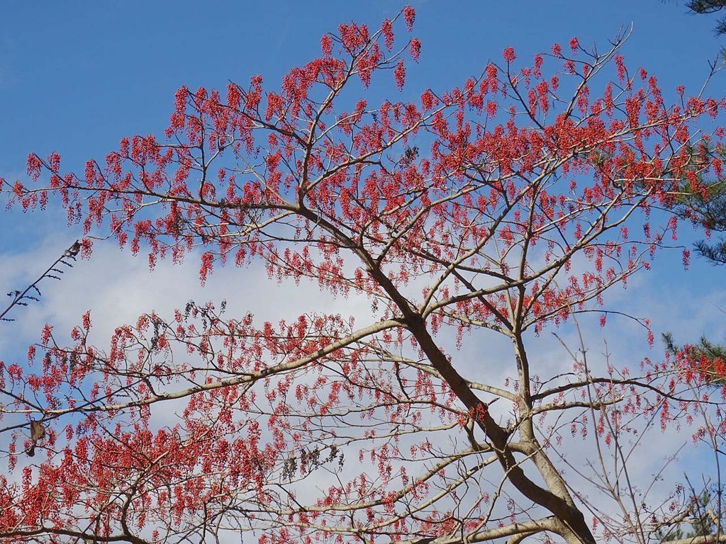 里山散策 飯桐 イイギリ 南天桐 山の花 里の花に心癒されて 里山散策 飯桐 イイギリ 南天桐 山の花 里の花に心癒されて