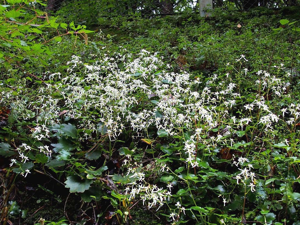ダイモンジソウ 大文字草 山の花 里の花に心癒されて