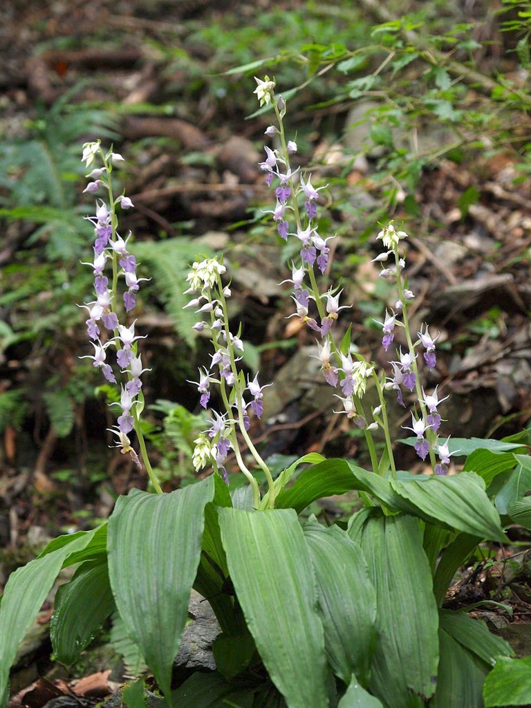 蘭 山の花 里の花に心癒されて