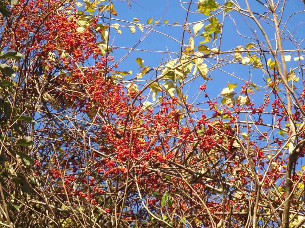 ツルウメモドキ 蔓梅擬 山の花 里の花に心癒されて