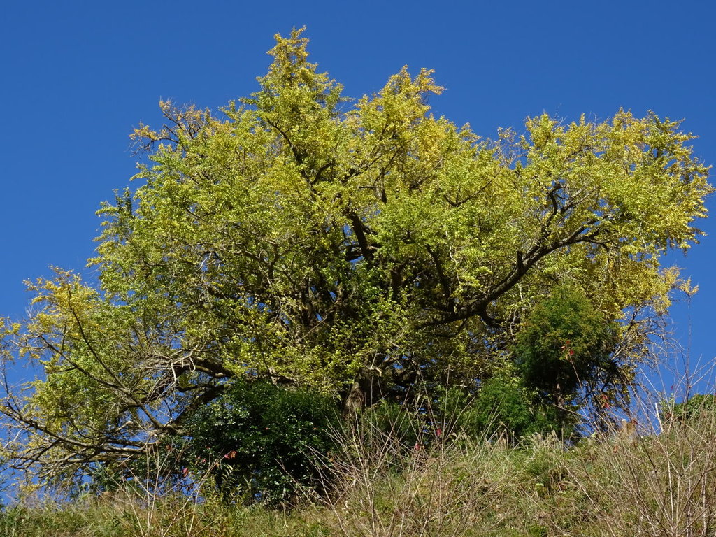 大銀杏 オオイチョウ 見事なり 山の花 里の花に心癒されて