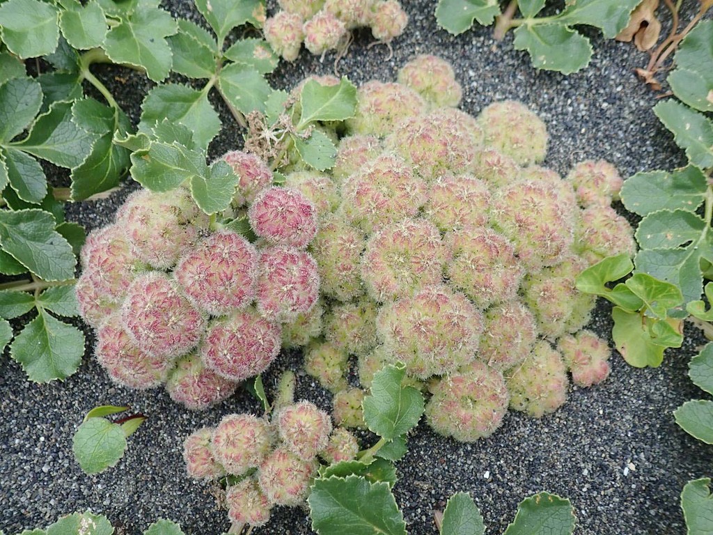 海浜植物 ハマボウフウ 浜防風 山の花 里の花に心癒されて