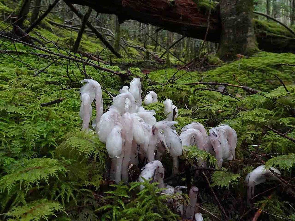 富士山 腐生植物 キノコ他 山の花 里の花に心癒されて