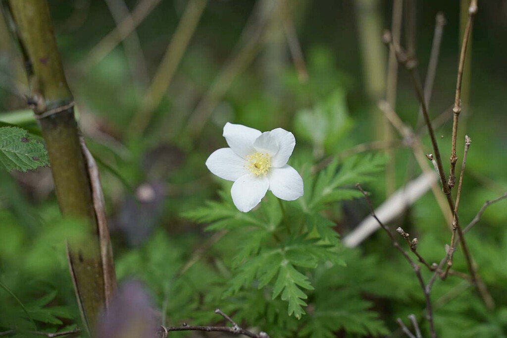 イチリンソウ ニリンソウ 山の花 里の花に心癒されて