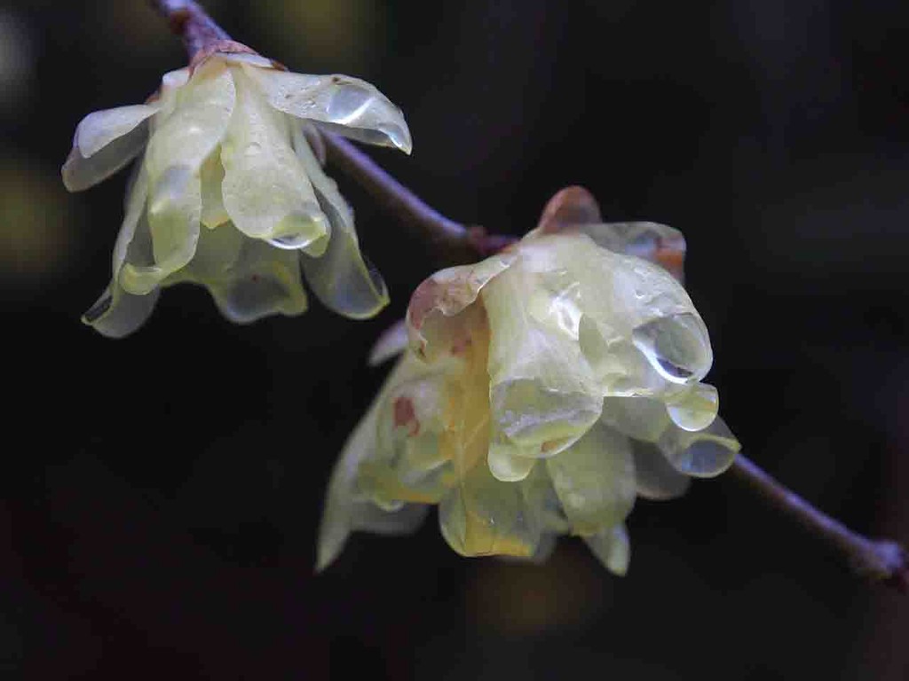 ソシンロウバイ 素心蝋梅 花びらが透明になる 山の花 里の花に心癒されて