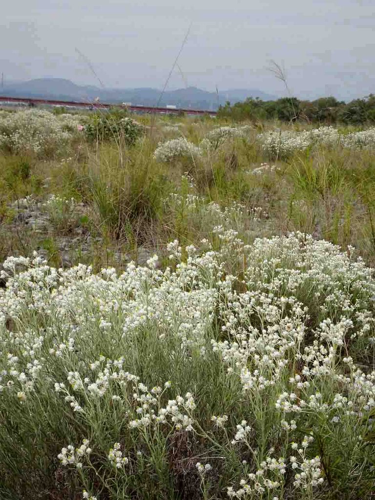 大井川下流域に咲く花達 山の花 里の花に心癒されて