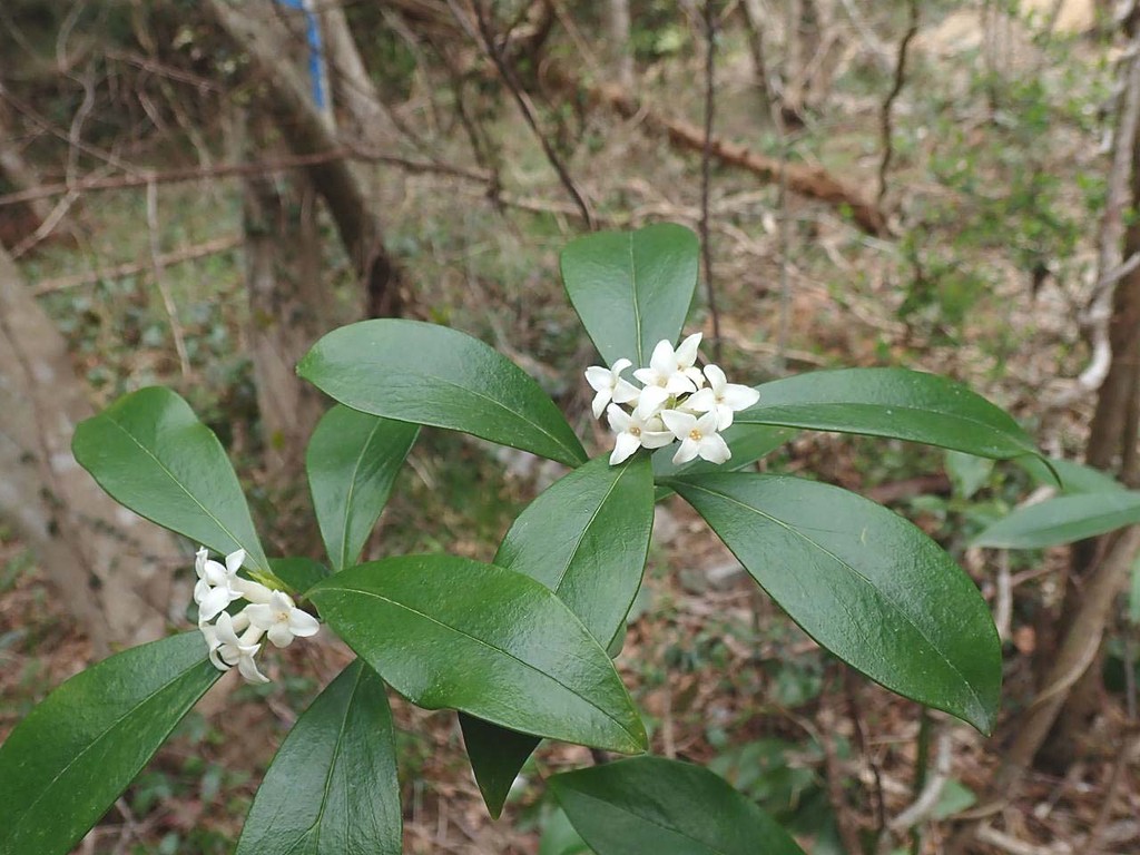 胡椒の木 山瑠璃草 静岡県 山の花 里の花に心癒されて