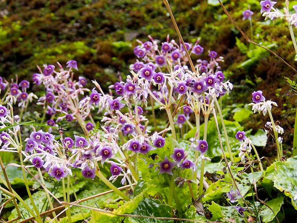 乱れ咲くイワタバコ 岩煙草 山の花 里の花に心癒されて 乱れ咲くイワタバコ 岩煙草 山の花 里の花に心癒されて