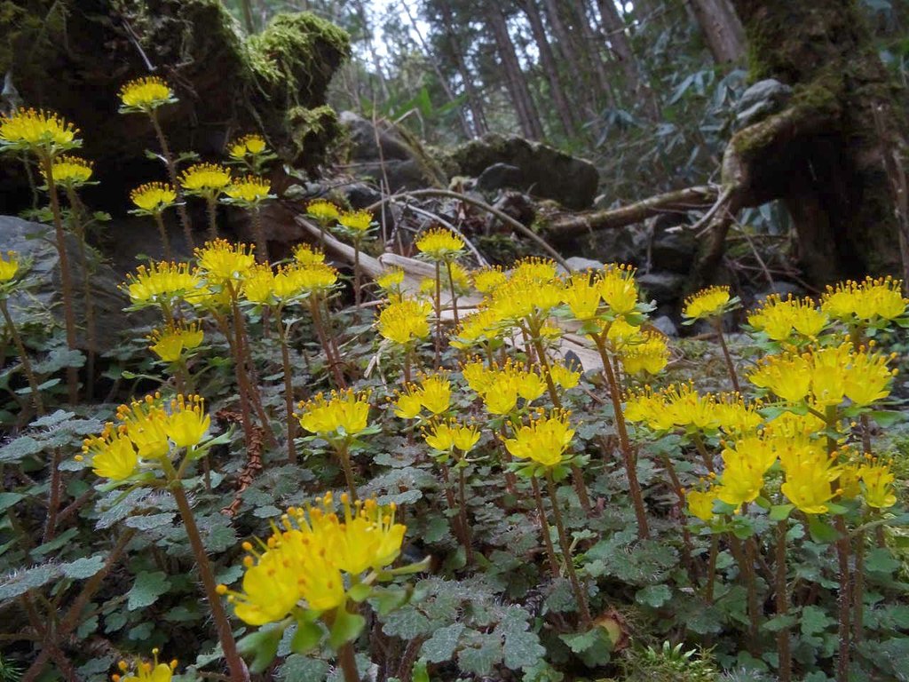 キバナハナネコノメソウを訪ねて 山の花 里の花に心癒されて キバナハナネコノメソウを訪ねて 山の花 里の花に心癒されて