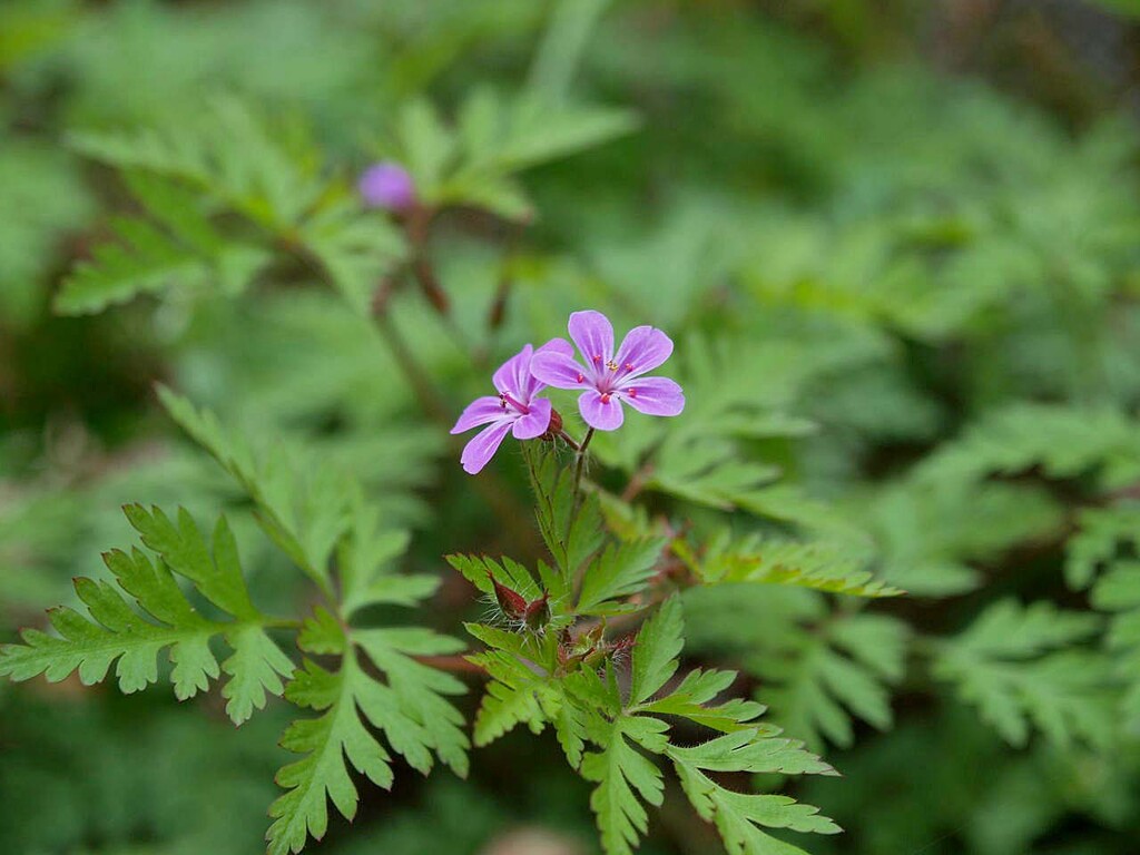 シャガ ヒメフウロ 山の花 里の花に心癒されて シャガ ヒメフウロ 山の花 里の花に心癒されて