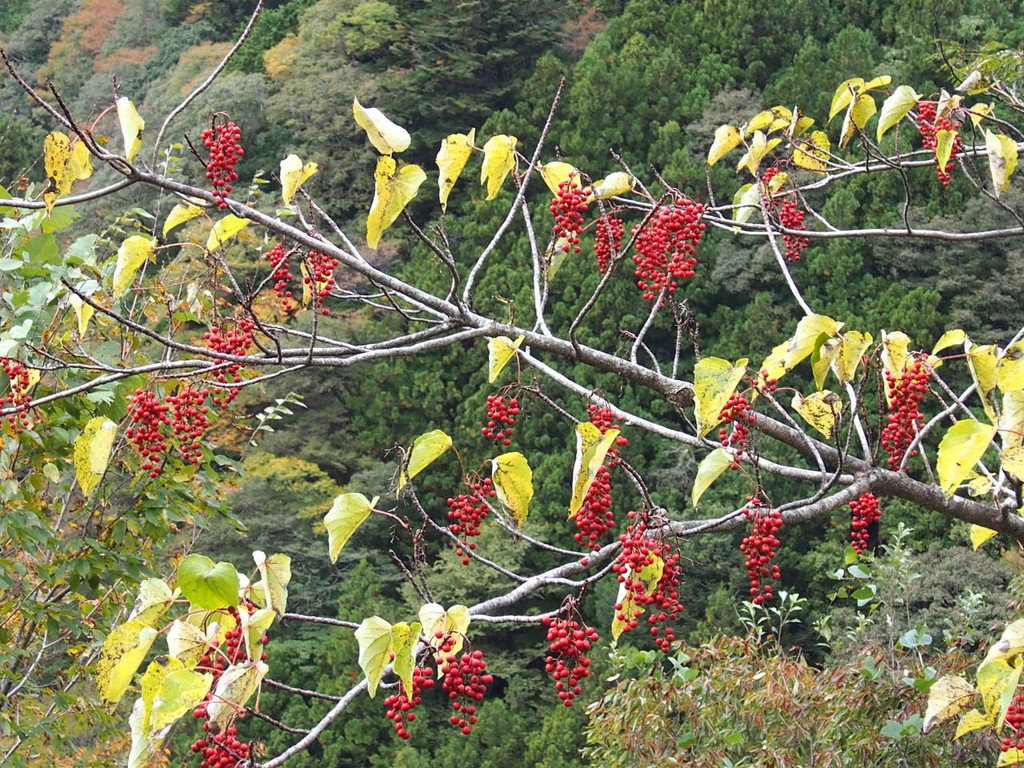 イイギリ 飯桐 山の花 里の花に心癒されて イイギリ 飯桐 山の花 里の花に心癒されて