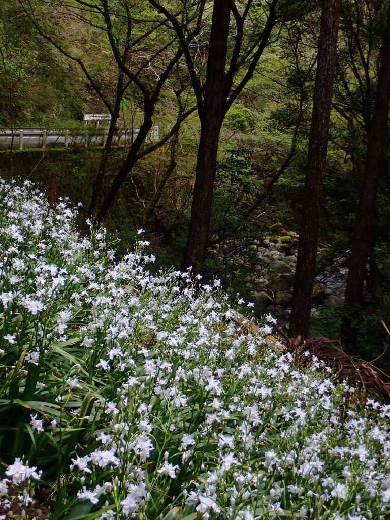 シャガ ヒメフウロ 山の花 里の花に心癒されて シャガ ヒメフウロ 山の花 里の花に心癒されて