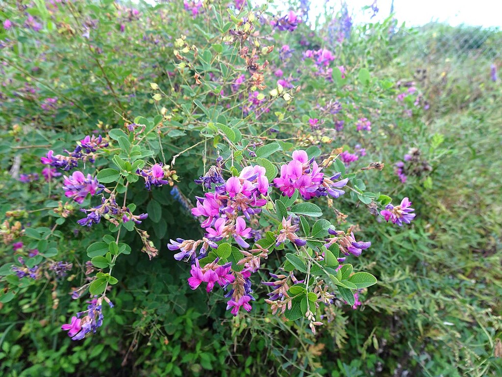 富士山北麓の秋 山の花 里の花に心癒されて