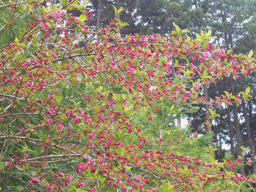 山の花 里の花に心癒されて 山の花 里の花に心癒されて