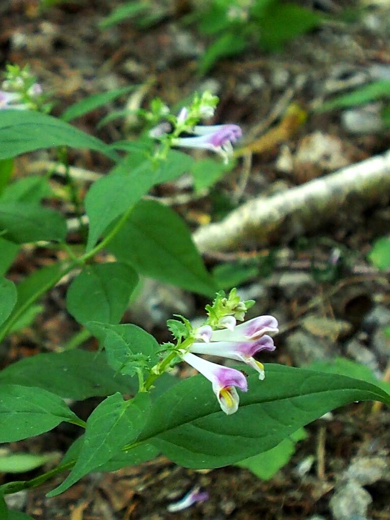 避暑を兼ねて花探し 山の花 里の花に心癒されて