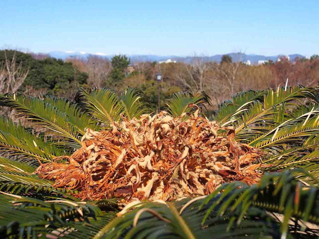 県立吉田公園 山の花 里の花に心癒されて