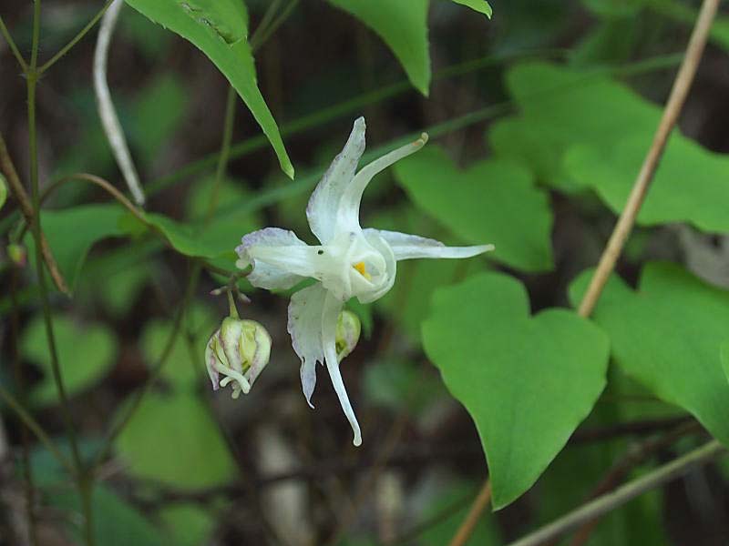 イカリソウ 山の花 里の花に心癒されて