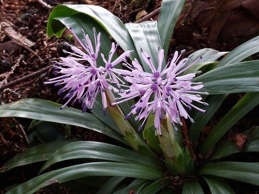 もう一度 ショウジョウバカマ 山の花 里の花に心癒されて