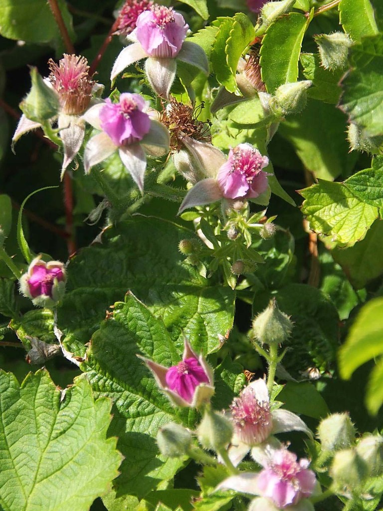 海辺の花 山の花 里の花に心癒されて