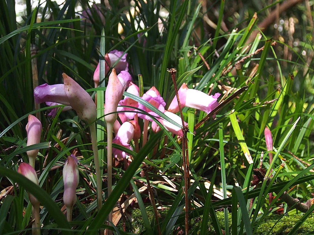 オオナンバンギセル ゲンノショウコの仲間 山の花 里の花に心癒されて