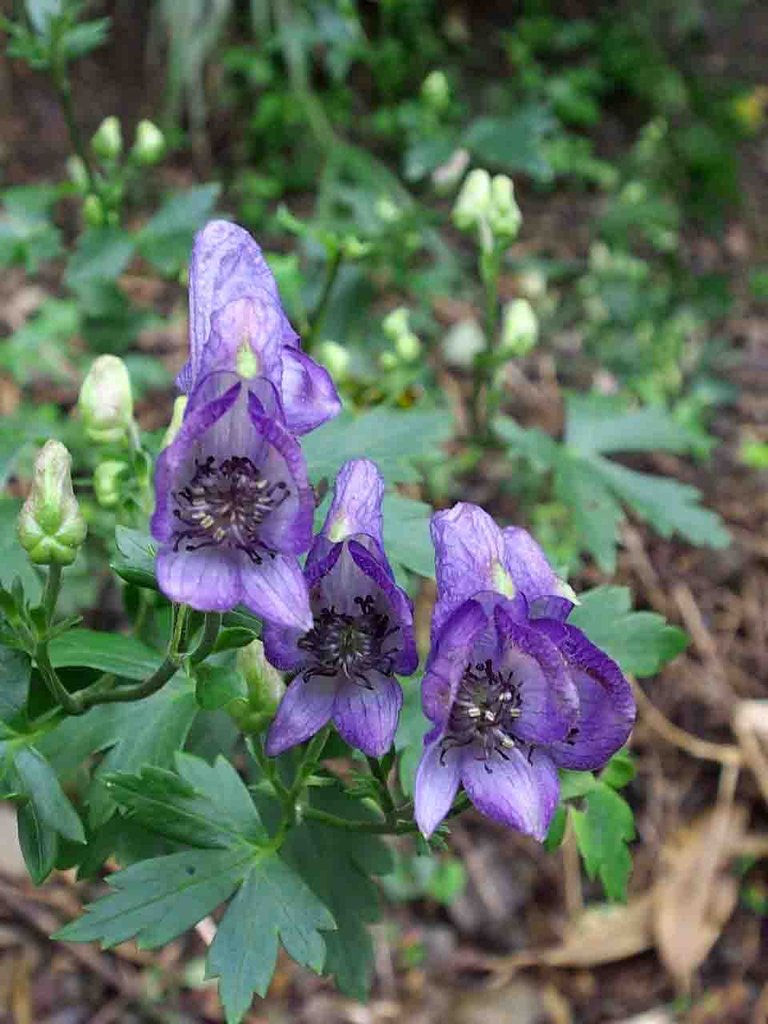 竜爪山 トリカブト 鳥兜 山の花 里の花に心癒されて