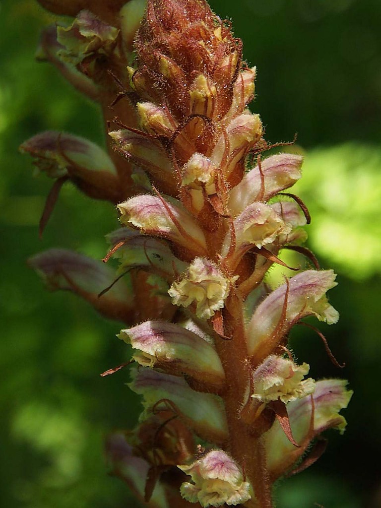 道端の雑草 山の花 里の花に心癒されて