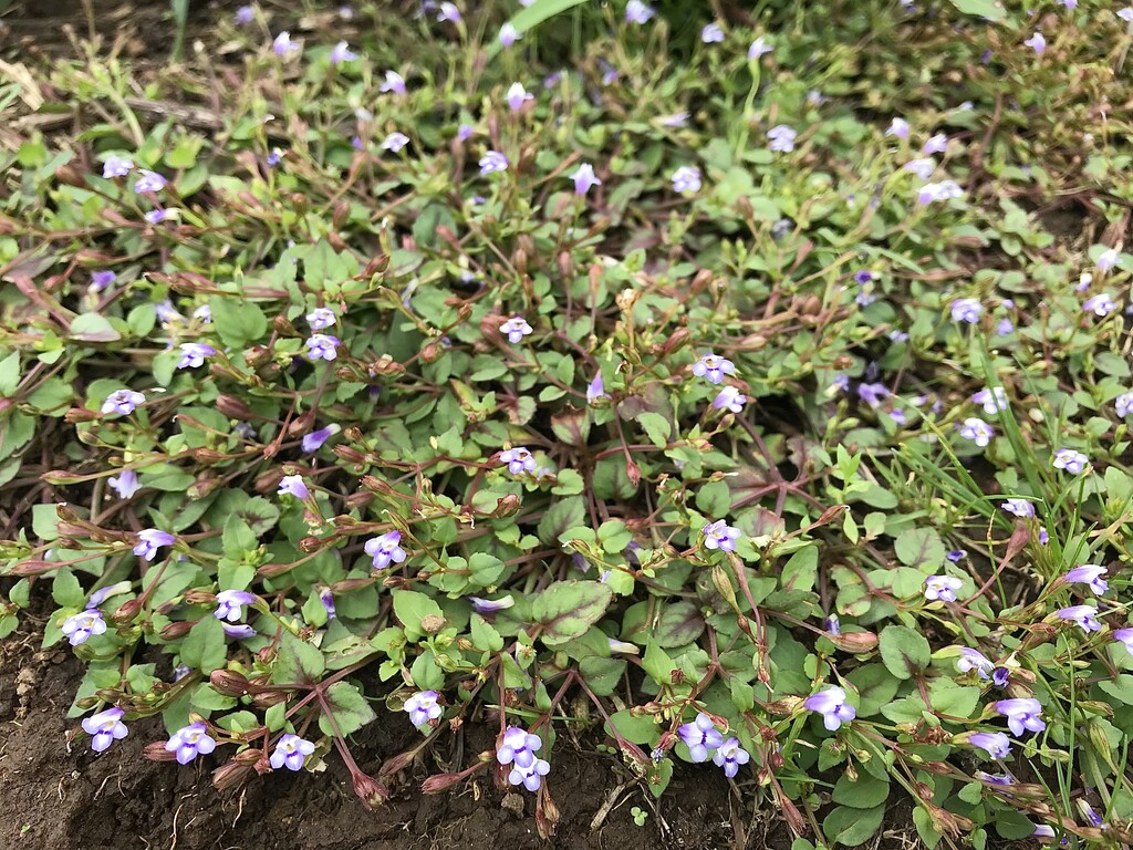 里山の花c 山の花 里の花に心癒されて