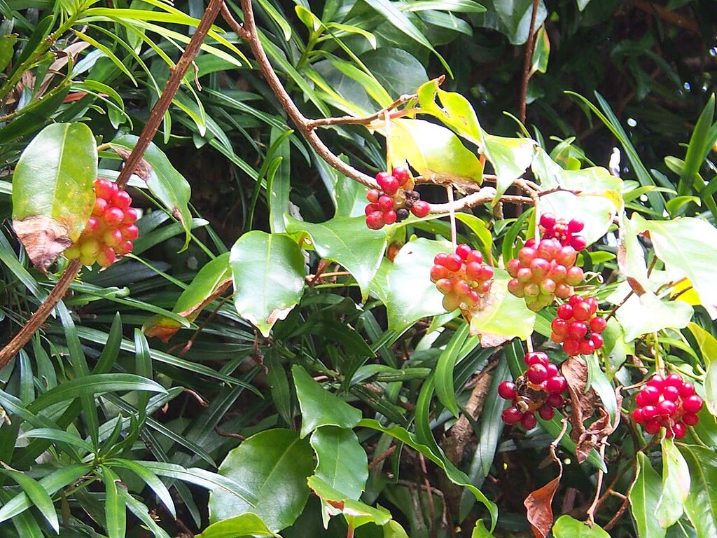 サネカズラ 実葛 山の花 里の花に心癒されて サネカズラ 実葛 山の花 里の花に心癒されて