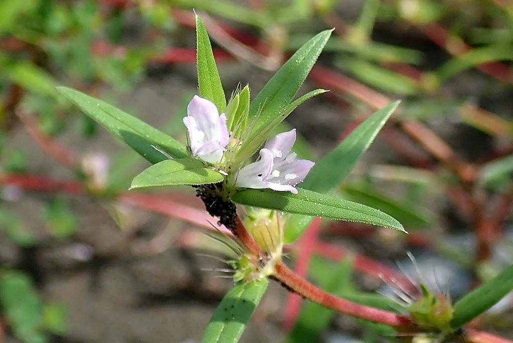 河川敷の花々 大井川 山の花 里の花に心癒されて