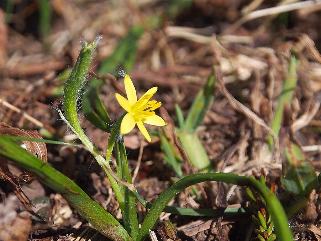山の花 里の花に心癒されて