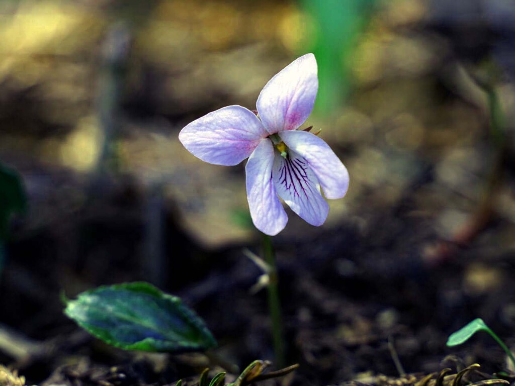 竜爪山(ナガバノスミレサイシン・長葉の菫細辛) 山の花・里の花に心癒されて 竜爪山(ナガバノスミレサイシン・長葉の菫細辛) 山の花・里の花に心癒されて