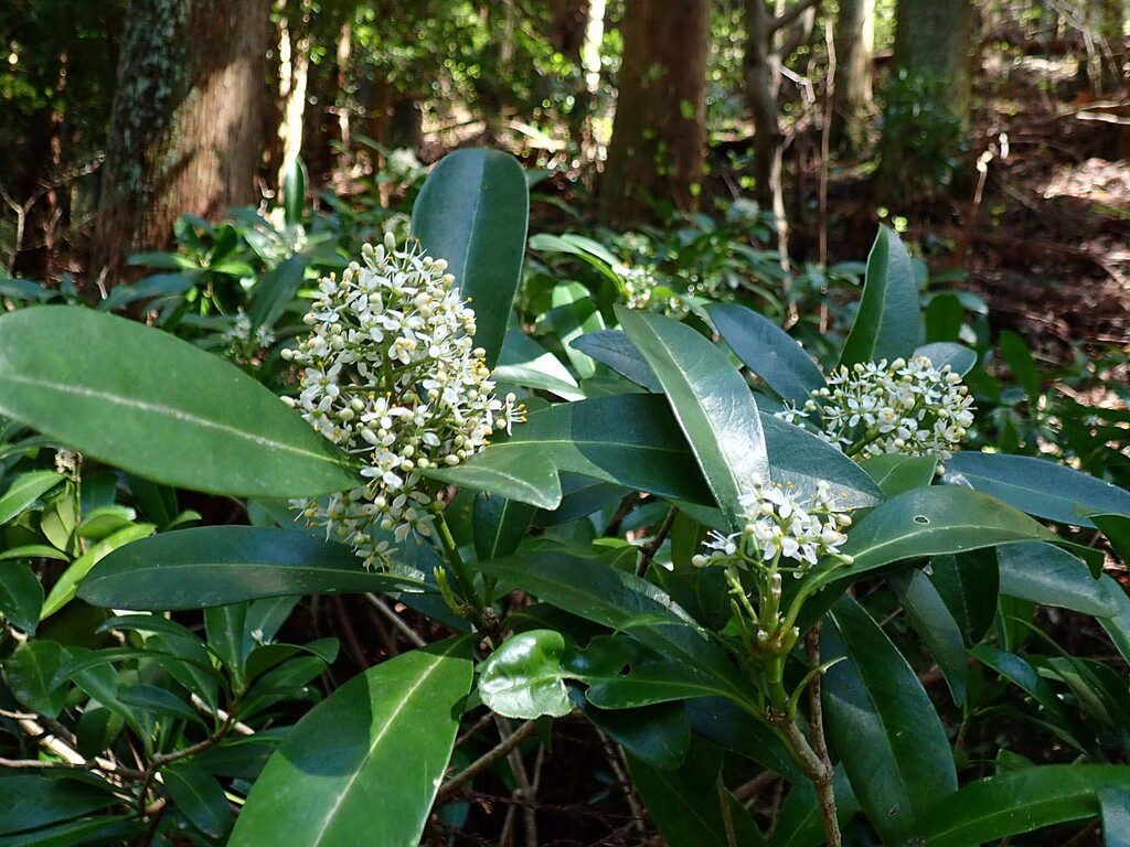 年04月 山の花 里の花に心癒されて